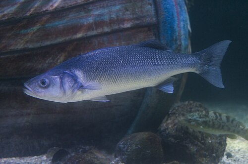European seabass